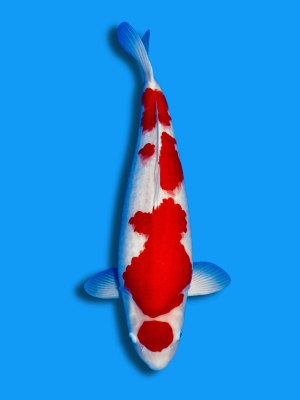 Maruten Kohaku | Koi&Co.